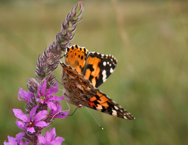 Belle-dame (Vanessa cardui) sur Salicaire commune &copy; Nicolas Macaire / LPO
